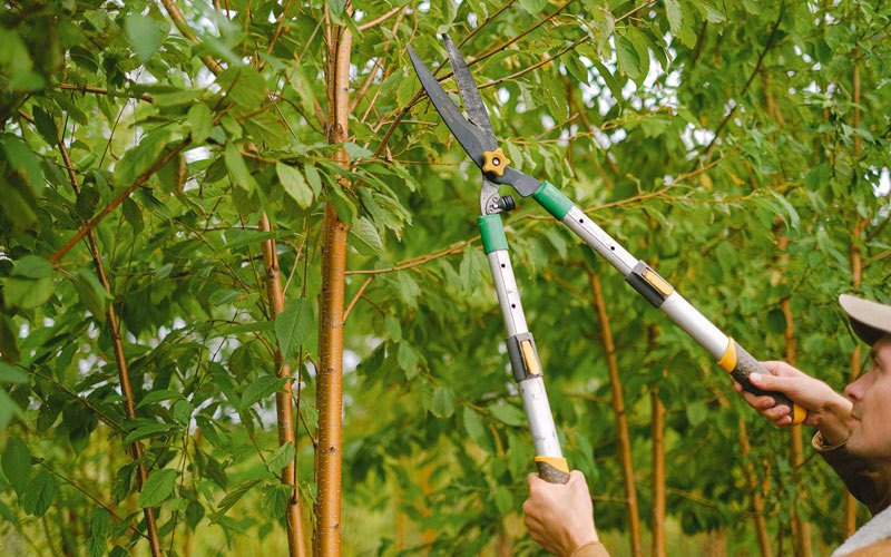 Tree trimming in Logandale, NV